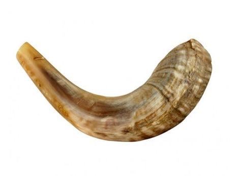 Children's Small Ram's Horn Shofar- Light Colors