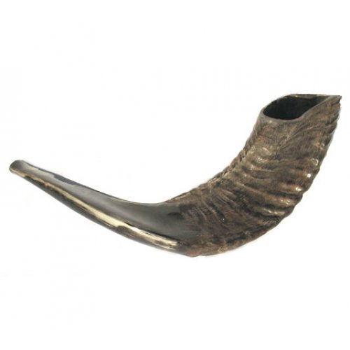 Medium Black Rams Horn Shofar - Natural